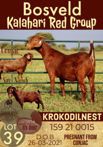 1X KALAHARI RED OOI/EWE FLOCK KROKODILNEST