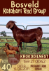 1X KALAHARI RED OOI/EWE FLOCK ON COLOURKROKODILNEST