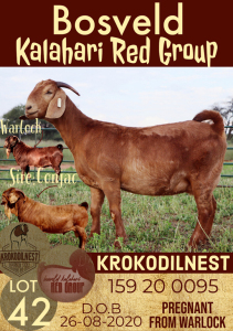 1X KALAHARI RED OOI/EWE FLOCK ON COLOUR KROKODILNEST