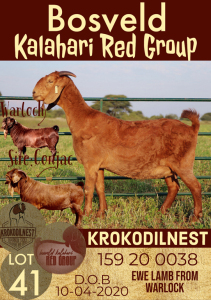 WITHDRAW - 1X KALAHARI RED OOI/EWE KROKODILNEST