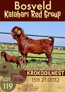 1X KALAHARI RED RAM STUD KROKODILNEST