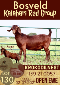 1X KALAHARI RED OOI/EWE POTENTIAL STUD KROKODILNEST