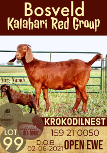 1X KALAHARI RED OOI/EWE FLOCK KROKODILNEST