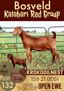 1X KALAHARI RED OOI/EWE POTENTIAL STUD KROKODILNEST