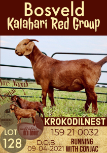 1X KALAHARI RED OOI/EWE FLOCK ON COLOUR KROKODILNEST