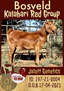 1X KALAHARI RED OOI/EWE FLOCK JAZETT GENETICS