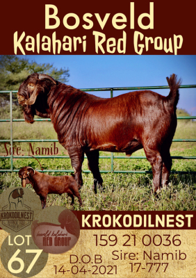 1X KALAHARI RED RAM POTENTIAL STUD KROKODILNEST