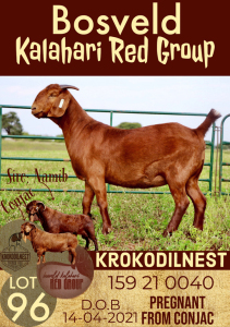 1X KALAHARI RED OOI/EWE FLOCK KROKODILNEST