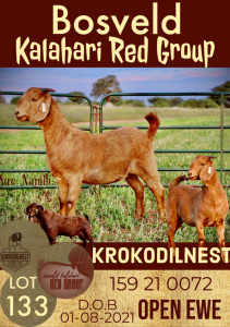 1X KALAHARI RED OOI/EWE FLOCK ON COLOUR KROKODILNEST