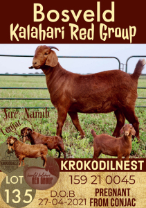 1X KALAHARI RED OOI/EWE POTENTIAL STUD KROKODILNEST