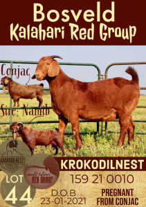 1X KALAHARI RED OOI/EWE POTENTIAL STUD KROKODILNEST