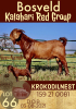 1X KALAHARI RED RAM FLOCK KROKODILNEST