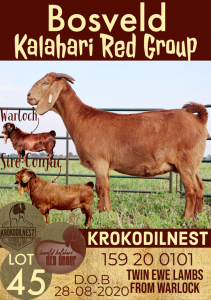 WITHDRAW - 1X KALAHARI RED OOI/EWE KROKODILNEST