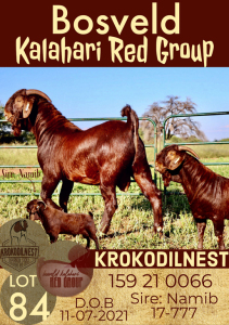 1X KALAHARI RED RAM FLOCK KROKODILNEST