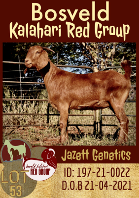 1X KALAHARI RED FLOCK OOI/EWE JAZETT GENETICS