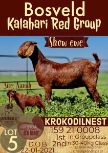 1X KALAHARI RED OOI/EWE STUD KROKODILNEST