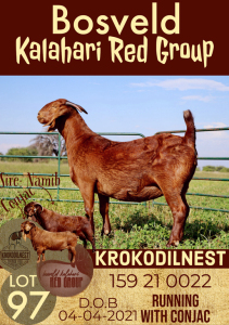 1X KALAHARI RED OOI/EWE STUD KROKODILNEST