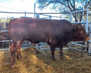 1 x BONSMARA BULL S. MEADES