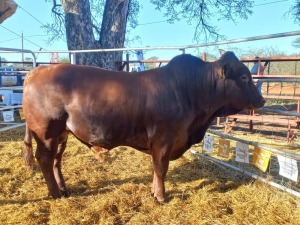 1 x BONSMARA BULL S. MEADES