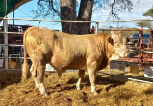 1 x SIMMENTAL BULL S. KGATHI