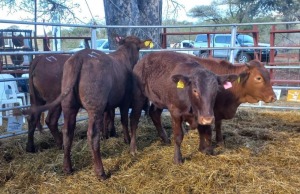 3 x BONSMARA HEIFER (PAY PER PIECE TO TAKE THE LOT) S. MEADES