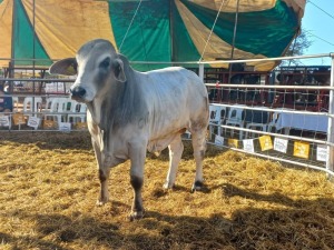 1 x WHITE BRAHMAN BULL S. KGATHI