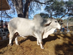 1 x WHITE BRAHMAN BULL H. HERBST