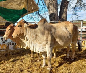 2 x RED BRAHMAN COW (PAY PER PIECE TO TAKE THE LOT) H. HERBST