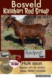 1X KALAHARI RED FLOCK RAM RATELPOST