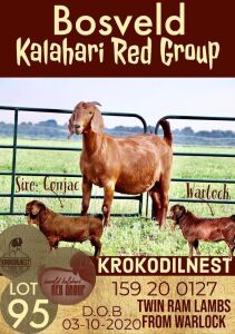 1X KALAHARI RED OOI/EWE FLOCK KROKODILNEST