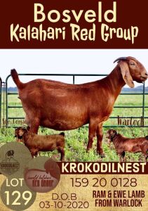 1X KALAHARI RED OOI/EWE FLOCK KROKODILNEST