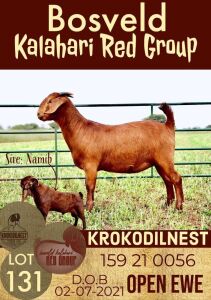 1X KALAHARI RED OOI/EWE POTENTIAL STUD KROKODILNEST