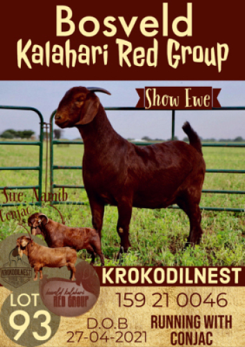 1X KALAHARI RED OOI/EWE FLOCK KROKODILNEST