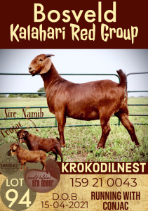 1X KALAHARI RED OOI/EWE FLOCK KROKODILNEST