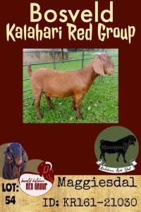 1X KALAHARI RED OOI/EWE FLOCK MAGGIESDAL