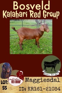 1X KALAHARI RED OOI/EWE POTENTIAL STUD MAGGIESDAL