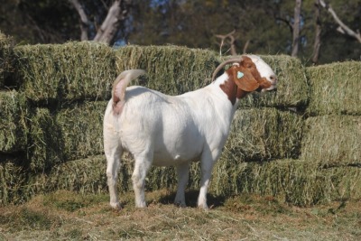 1X EWE COLLEN BOERDERY