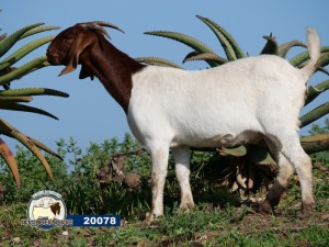 1X EWE DISCO BOERBOKSTOET