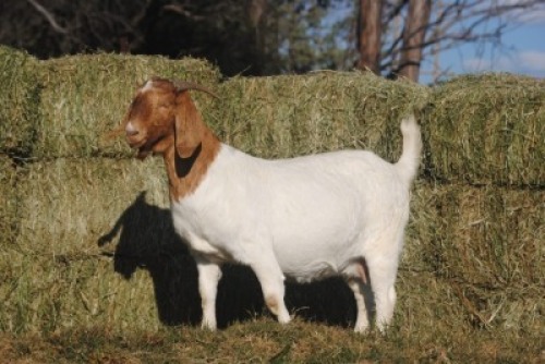 1X EWE COLLEN BOERDERY