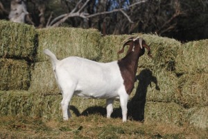 1X EWE COLLEN BOERDERY