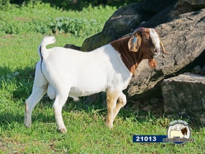 1X RAM DISCO BOERBOKSTOET