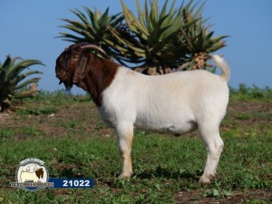 1X RAM DISCO BOERBOKSTOET