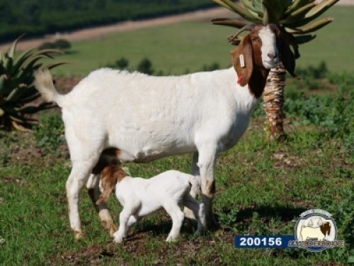1X EWE DISCO BOERBOKSTOET