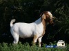 WITHDRAW - 1X RAM DISCO BOERBOKSTOET