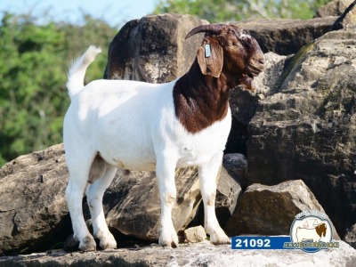 1X RAM DISCO BOERBOKSTOET