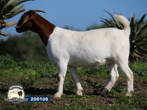 1X EWE DISCO BOERBOKSTOET