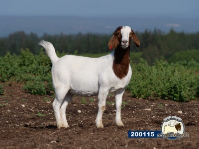 1X EWE DISCO BOERBOKSTOET