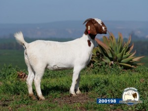 1X EWE DISCO BOERBOKSTOET