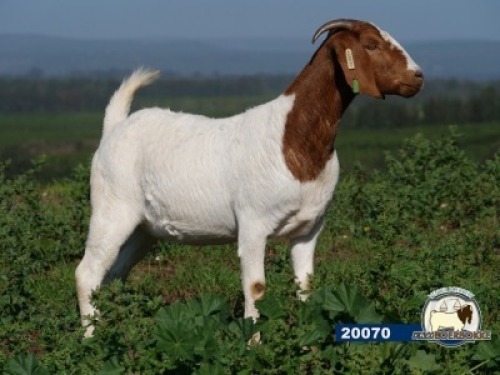 1X EWE DISCO BOERBOKSTOET