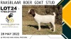 1X EWE RAASBLAAR BOERBOKSTOET